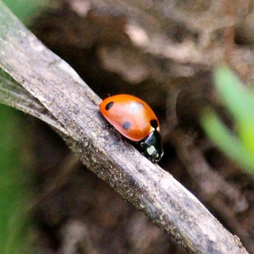 Marienkäfer auf trockenem Stängel Marienkäfer auf trockenem Stängel