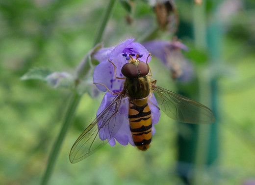 Hainschwebfliege