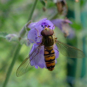 Hainschwebfliegen (Episyrphus balteatus) zählen zu den wandernden Insektenarten. Foto: Willibald Lang Hainschwebfliege