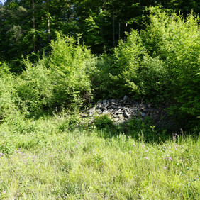 Kuckuckslichtnelken und Margeriten nutzen das Mehr an Licht zur Blüte. Am Rand der Fläche befinden sich mehrere Steinhaufen für Eidechsen Wiese mit einzelnen Blumentupfern. Im Hintergrund am Waldrand ein Steinhaufen für Eidechsen.