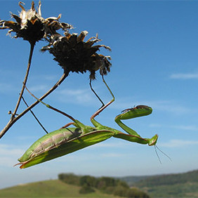 Die Europäische Gottesanbeterin (Mantis religiosa) ist die einzige heimische Gottesanbeterinnenart. Bildautor: Michael Waitzmann.