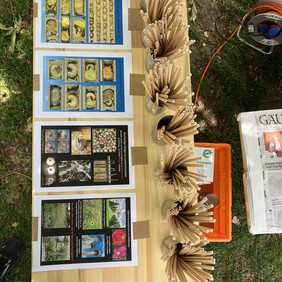 Hier konnten die Teilnehmenden etwas über den Nestbau von Wildbienen erfahren, die in Röhrchen ihre Nester anlegen. Vier Schautafeln bieten Infos über Wildbienen.
