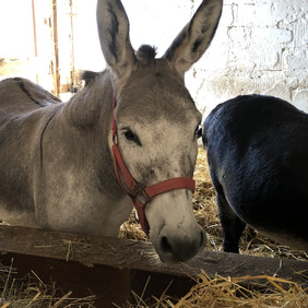 Brunch auf dem Bauernhof 2019