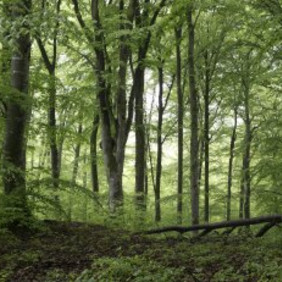 Ein Spaziergang im Wals bietet eine kleine Auszeit vom Alltag. Damit der Wald nicht darunter leidet, ist etwas Rücksicht notwendig. Foto: Werner Schaal Buchenwald
