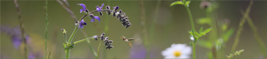 Salbei und andere Blumen auf einer Wiese