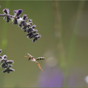 © Michael Eick Salbei und andere Blumen auf einer Wiese