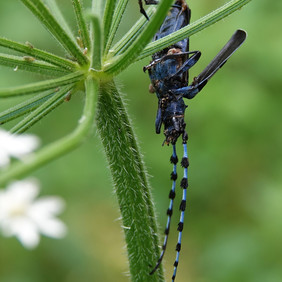 Beim Weibchen (im Bild) sind die Fühler ungefähr so lang wie der Körper, beim Männchen deutlich länger. Foto: Hartmut Assmann. Unterseite des Käfers