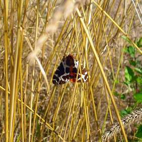 Viele Arten der Familie der Bärenspinner (Erebidae) können Fledermäuse durch Ultraschallwellen verwirren. Foto: menita, pixabay Ein Schmetterling mit weiß-braun gemusterten Vorderflügeln und orange-braun gemusterten Hinterflügeln sitzt zwischen vertrockneten Grashalmen