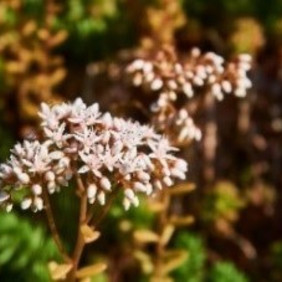 Blüte von Sedum album