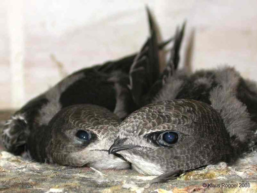 Zwei schon fast vollständige befiederte Mauersegler-Nestlinge liegen im Nest