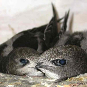 Die Jungvögel sind fast so weit. Jetzt gilt es, Flugmuskeln zu trainieren, um für den Absprung in ein Leben in der Luft vorbereitet zu sein. Foto: Klaus Roggel Zwei schon fast vollständige befiederte Mauersegler-Nestlinge liegen im Nest