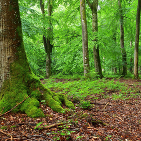 Der Wald als Lernort (Bild: Erich Tomschi) Auf der linken Seite des Fotos ist der Stamm einer Buche zu sehen, der mit Moos bewachsen ist. Im Hintergrund sind mehrere Bäume abgebildet, die saftig grün sind, auf dem Waldboden liegt rotbraunes Laub.