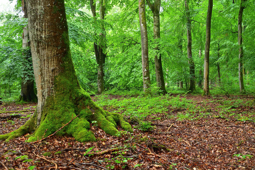 Auf der linken Seite des Fotos ist der Stamm einer Buche zu sehen, der mit Moos bewachsen ist. Im Hintergrund sind mehrere Bäume abgebildet, die saftig grün sind, auf dem Waldboden liegt rotbraunes Laub.
