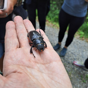 Schöner Fund während der Exkursion: ein Hirschkäfer-Weibchen (Foto: Juliane Goerke, Naturpark Schönbuch).