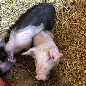 Brunch auf dem Bauernhof 2019