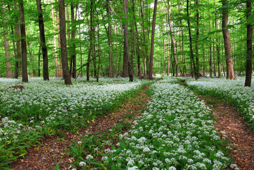 Das Bild zeigt einen Wald im Frühling. Im Hintergrund sind viele Bäume zu sehen mit frischem Laub. Im Vordergrund ist ein Feldweg zu sehen, der in die Ferne führt. Daneben bedecken neben dem üppigen grün der Bärlauchblätter überall seine weißen Blüten den Boden.