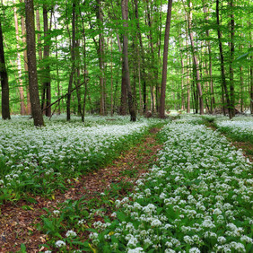 Blühender Bärlauch im Frühjahr (Foto: Erich Tomschi) Das Bild zeigt einen Wald im Frühling. Im Hintergrund sind viele Bäume zu sehen mit frischem Laub. Im Vordergrund ist ein Feldweg zu sehen, der in die Ferne führt. Daneben bedecken neben dem üppigen grün der Bärlauchblätter überall seine weißen Blüten den Boden.
