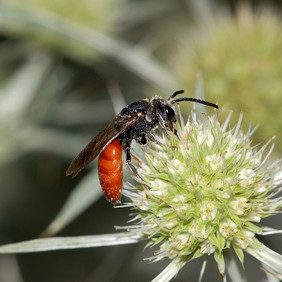 Die Blutbiene nutzt fremde Nester für die Aufzucht ihres Nachwuchses. Foto: Fritz Geller-Grimm, CC BY-SA 2.5 Eine rotleibige Biene sitzt auf einer Distelblüte