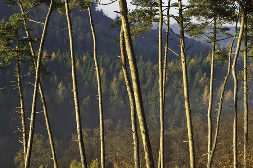 Foto einer Waldlandschaft. Im Vordergrund sind die Stämme von Kiefernbäumen zu sehen, deren Kronen außerhalb des Bildausschnitts liegen. Dahinter in der Ferne sind bewaldete Hügel zu sehen. Die Bäume sind belaubt und die Sonne scheint die Stämme der Kiefern an.