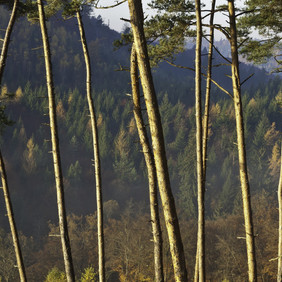 Foto: Werner Schaal Foto einer Waldlandschaft. Im Vordergrund sind die Stämme von Kiefernbäumen zu sehen, deren Kronen außerhalb des Bildausschnitts liegen. Dahinter in der Ferne sind bewaldete Hügel zu sehen. Die Bäume sind belaubt und die Sonne scheint die Stämme der Kiefern an.