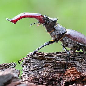 Das imposante „Geweih“ des Hirschkäfer-Männchens ist eigentlich der extrem vergrößerte Oberkiefer des Käfers. Bildautor: LUBW_Torsten Bittner.