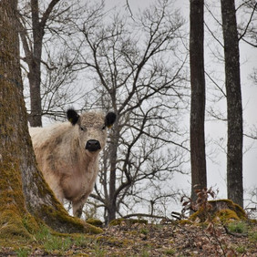 weiße Kuh auf der Waldweide