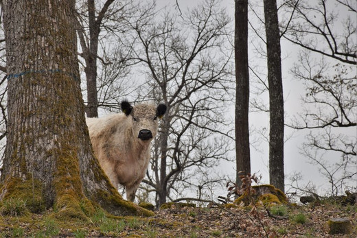 weiße Kuh auf der Waldweide