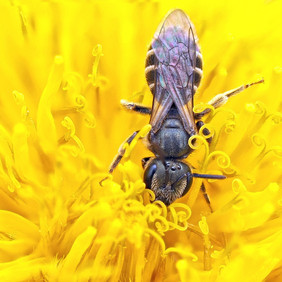 Über 460 Wildbienenarten gibt es in Baden-Württemberg, deutschlandweit zählt man sogar über 580 Arten.
