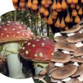 Pilze und Schleimpilze im Schönbuch