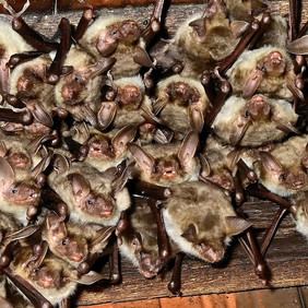 Große Mausohren sind extrem traditionsbewusst in Bezug auf ihre Wochenstuben, in denen die Jungtiere geboren und gesäugt werden. Sie nutzen gerne große Dachstühle in Kirchen, oft über Jahrzehnte. Foto: Ewald Müller Eine Gruppe Große Mausohren hängen eng beieinander in einem Dachstuhl und schauen den Betrachter an