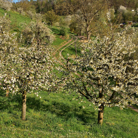 Die Streuobstwiesen rund um den Schönbuch, hier bei Mönchberg, sind immer eine Wanderung wert. Foto: Erich Tomschi blühende Obstbäume