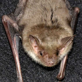 Großes Mausohr (Myotis myotis). Foto: Ewald Müller