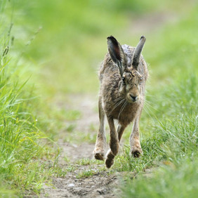 Hase. Foto: Erich Tomschi