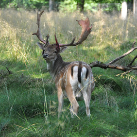 Damhirsch im Damwildgehege