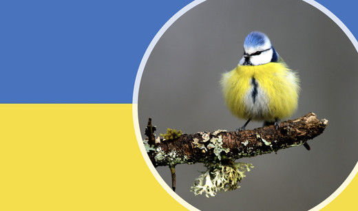 blau-gelbe Blaumeise vor blau-gelber ukrainischer Flagge