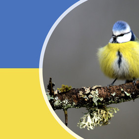 Foto Blaumeise: Erich Tomschi blau-gelbe Blaumeise vor blau-gelber ukrainischer Flagge