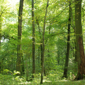 Strukturreiche Mischwälder sind optimale Lebensräume für die Mopsfledermaus. Foto: Markus Dietz