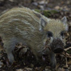 Wildschweine können an der Afrikanischen Schweinepest ebenso erkranken wie Hausschweine. Frischling