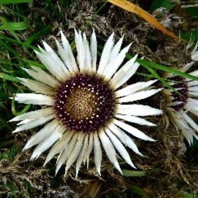blüte der Silberdistel