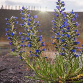 Nahaufnahme eines Natternkopfs. Aus einer grünen Blattrosette ragen vier Ähren senkrecht nach oben, die blau blühen. Im Hintergrund verschwindet gerade die Sonne hinter einem Hügel.