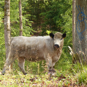 Galloway-Rind auf der Waldweide unter Habitatbaum © UFB Böblingen