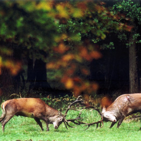 Rothirsche während der Brunft. Foto: Erich Tomschi