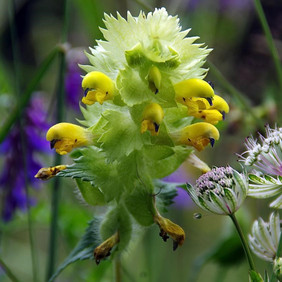 Rhinanthus alectorolophus, der Zottige Klappertopf