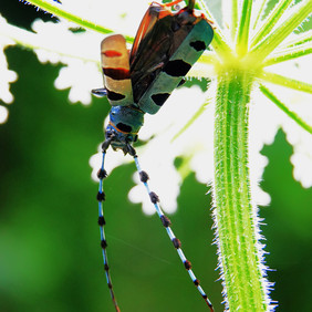 Der Käfer gibt sich schwarz-blau mit drei schwarzen Flecken auf den Flügeldecken und einem auf dem Halsschild. Unter den Flügeldecken liegen geschützt die Unterflügel, mit denen die Käfer zu neuen Brutbäumen fliegen können. Foto: Hartmut Assmann ein blau-schwarzer Käfer hängt kopfüber von deiner Schafgarbenblüte