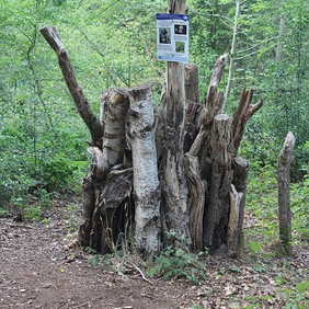 Käferkeller mit stehendem Totholz. Foto: Wikimedia Commons, Martinvl, CC BY-SA 4.0
