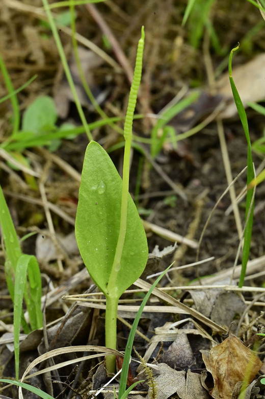 Natternzunge mit noch unreifem Sporophyll