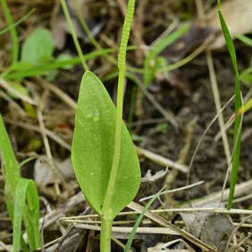 Der kleine Farn erinnert mit seinem einen Blatt und dem zentral aufragenden Sporophyll entfernt an einen Spathiphyllum-Blütenstand. Anders als die beliebte Zimmerpflanze hat der Farn aber keine weiteren Blätter. Foto: Ewald Müller Natternzunge mit noch unreifem Sporophyll