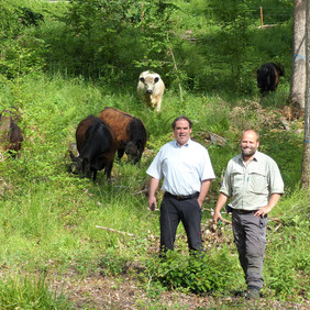 Reinhold Kratzer, Winfried Seitz und die Galloways freuen sich über die Waldweide im Stadtwald Herrenberg © UFB Böblingen