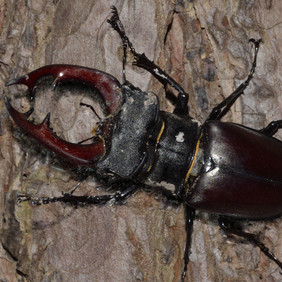 Hirschkäfermännchen von oben. Foto: Prof. Ewald Müller
