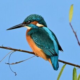 Eisvögel kann man im Schaichtal noch häufig entdecken. Foto: Ewald Müller Ein Eisvogel sitzt auf einem dünnen Zweig